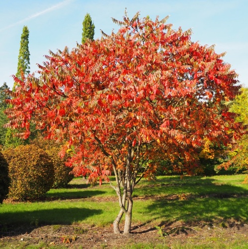 Сумах оленерогий (Rhus typhina)