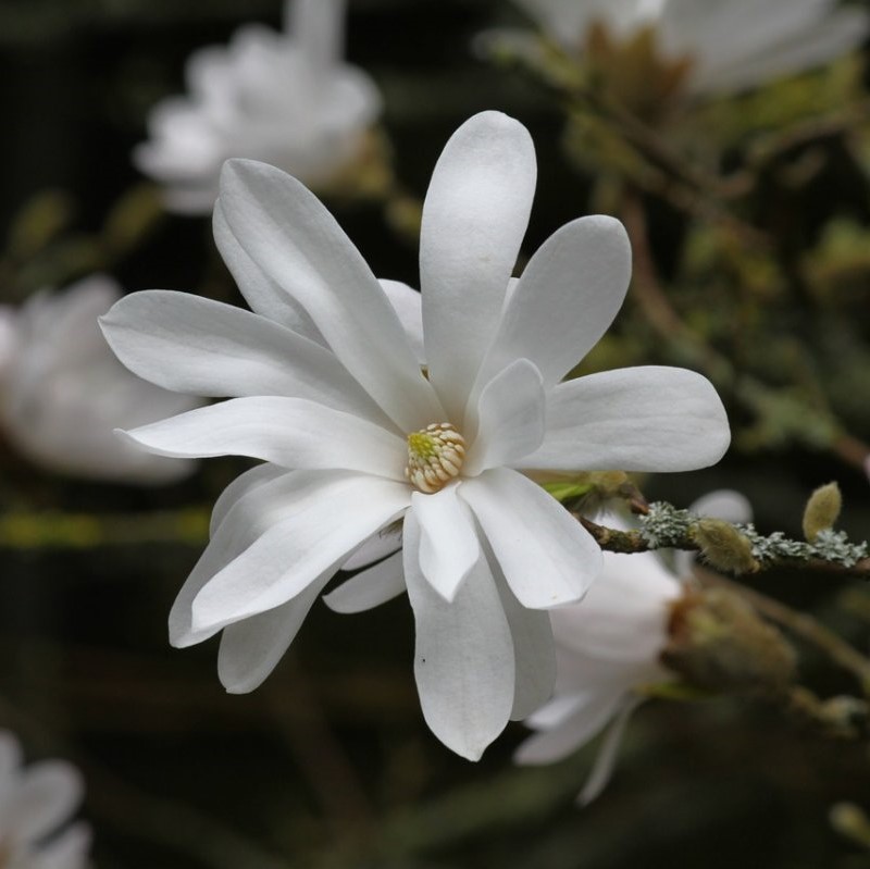 Магнолия звездчатая (Magnolia stellata)