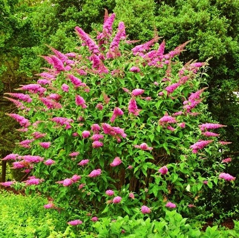 Буддлея Давида (розовая) (Buddleja davidii)