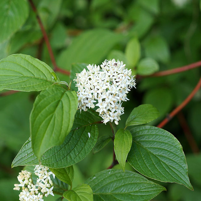 Дерен белый (Cornus alba)