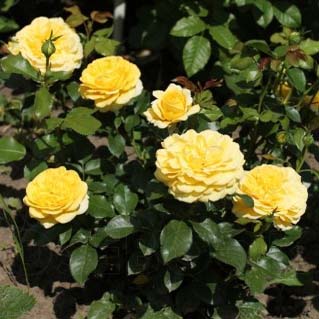Роза флорибунда "Инка" (Rosa Floribunda "Inka")