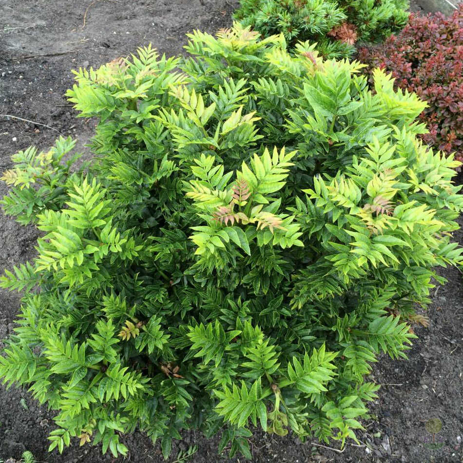 Ясень обыкновенный "Абиона" (Fraxinus excelsior "Abiona")