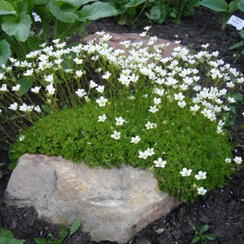 Камнеломка Арендса белая (Saxifraga arendsii)