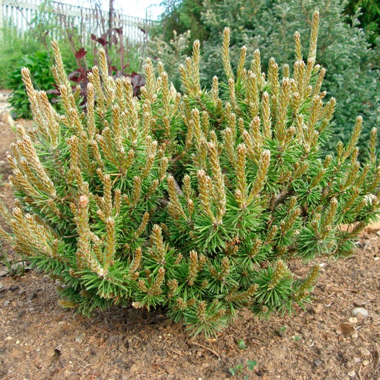 Сосна Банкса (Pinus banksiana)