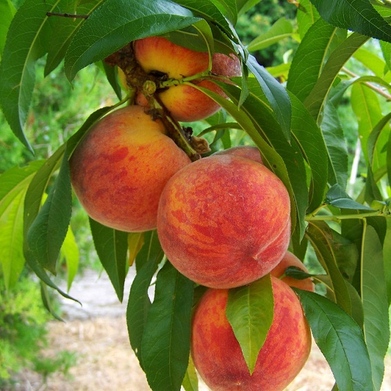 Персик обыкновенный (Prunus persica)