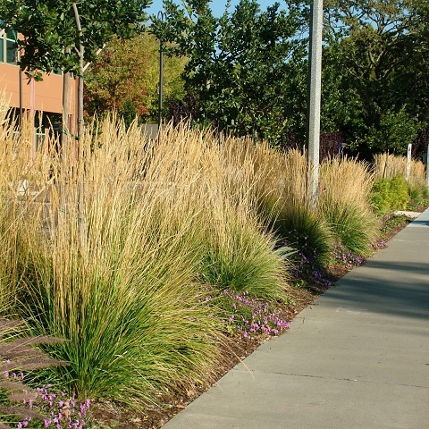 Вейник остроцветковый (Calamagrostis acutiflora)