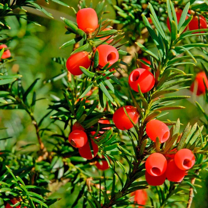 Тис ягодный (Taxus baccata)