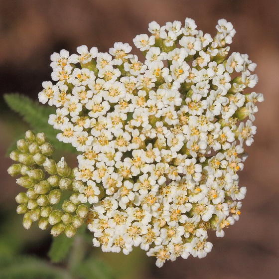 Тысячелистник щетинистый (Achillea odorata)