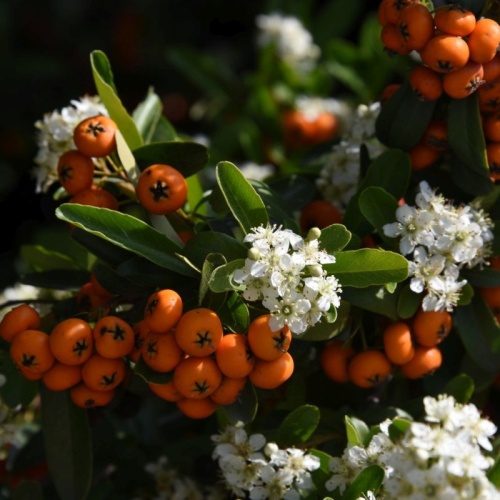 Пираканта (Pyracantha)