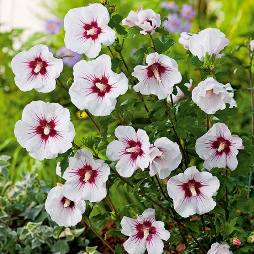 Гибискус сирийский "Ред Харт" (Hibiscus syriacus "Red Heart")