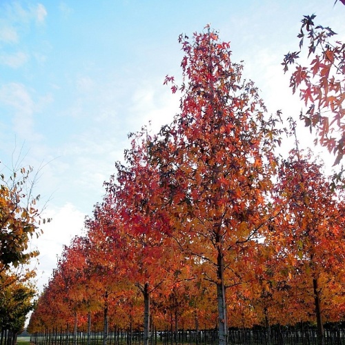 Ликвидамбар стираксовый "Ворплесдон" (Liquidambar styrac."Worplesdon")