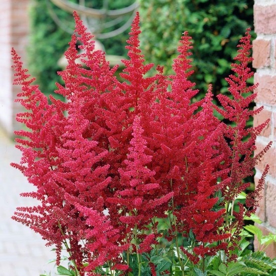Астильба (Astilbe)