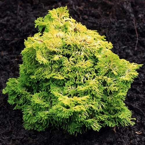 Кипарисовик тупой "Нана Ауреа" (Chamaecyparis obtusa "Nana Aurea")