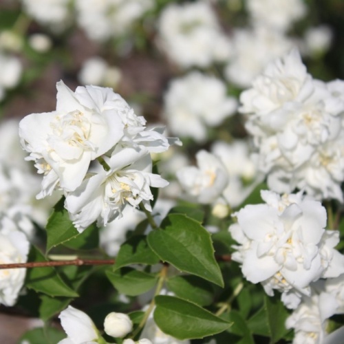 Чубушник гибридный "Букет Бланк" (Philadelphus hybrida "Bouquet Blanche")