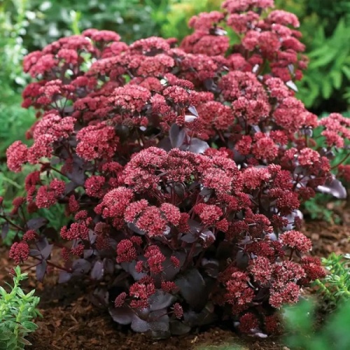 Седум пурпурный (Sedum purpureum)