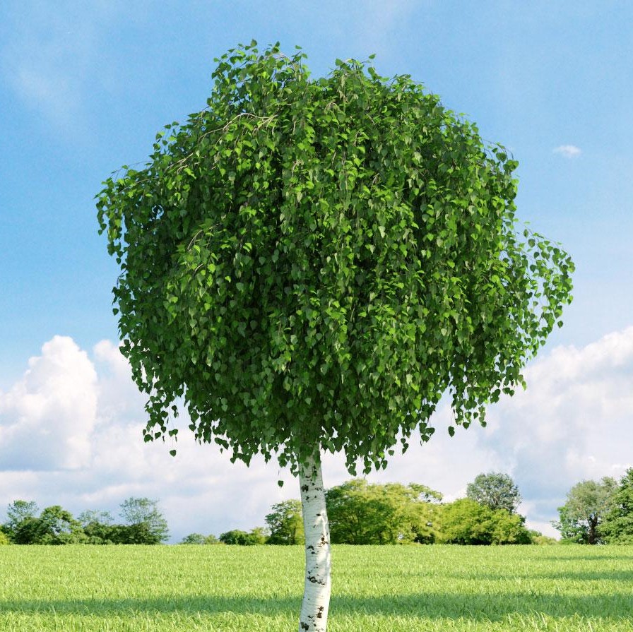 Береза повислая "Мэнджикал Глоб" (Betula pendula "Magical Globe")