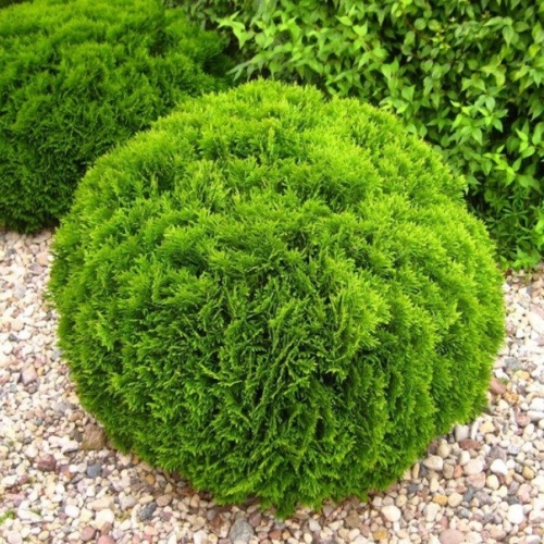 Туя западная "Даника" (Thuja occidentalis "Danica")