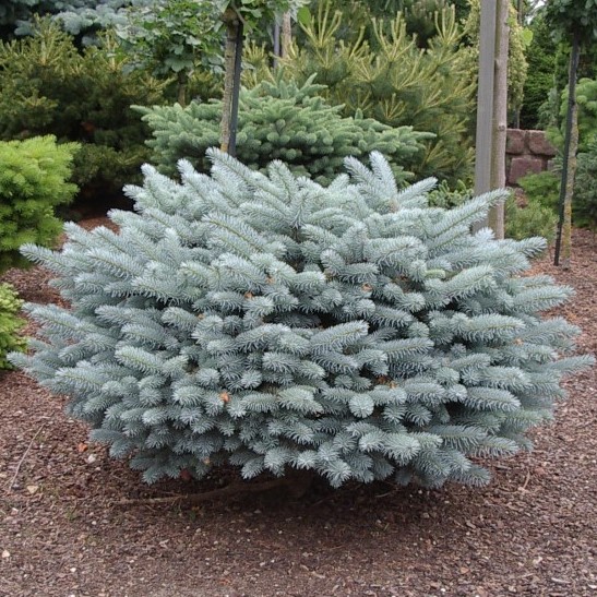 Ель колючая "Глаука Глобоза" (Picea pungens "Glauca Globosa")