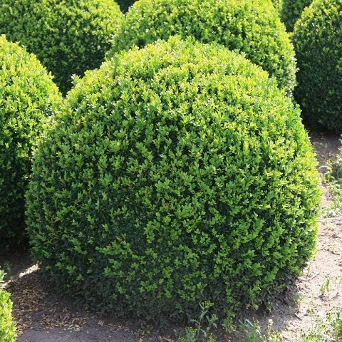 Самшит вечнозеленый ф. шар (Buxus sempervirens)