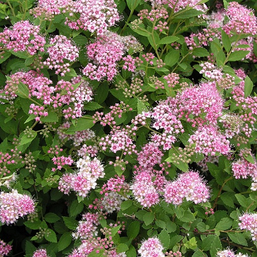 Спирея японская "Литтл Принцесс" (Spiraea japonica "Little Princess")
