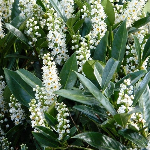 Лавровишня лекарственная "Отто Люкен" (Prunus laurocerasus "Otto Luyken")