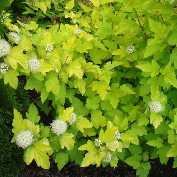 Пузыреплодник калинолистный "Лютеус" (Physocarpus opulifolius "Luteus")