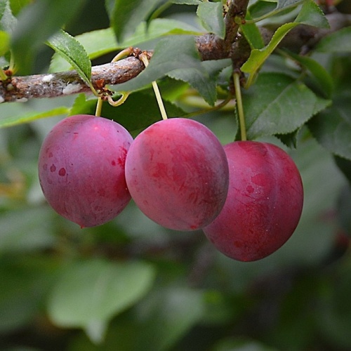 Алыча "Зарница" (2-летка) (Prunus)