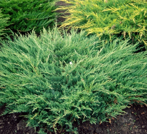Можжевельник горизонтальный "Андорра Компакт" (Juniperus horizontalis "Andorra Compact")