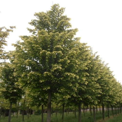 Липа войлочная (Tilia tomentosa)