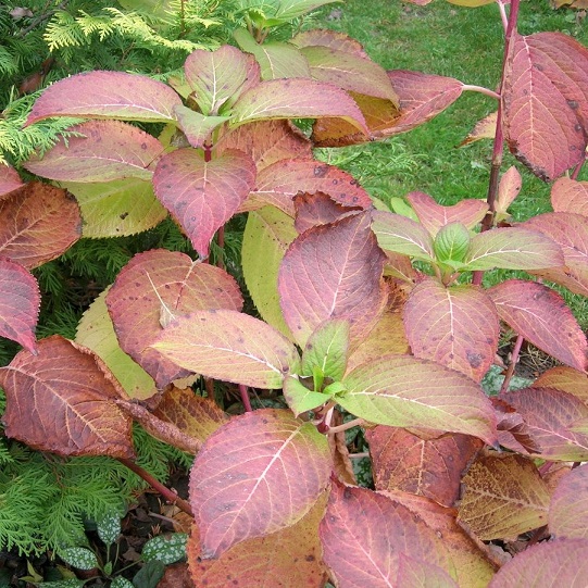 Спирея японская "Макрофилла" (Spiraea japonica "Macrophylla")