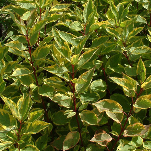 Дерен белый "Шпета" (Cornus Alba "Spaethii")