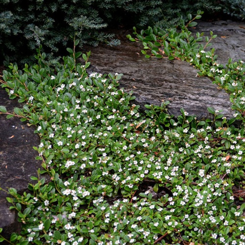 Кизильник Даммера (Cotoneaster radicans))