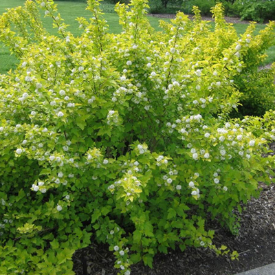 Пузыреплодник калинолистный "Наггет" (Physocarpus opulifolius "Nugget")