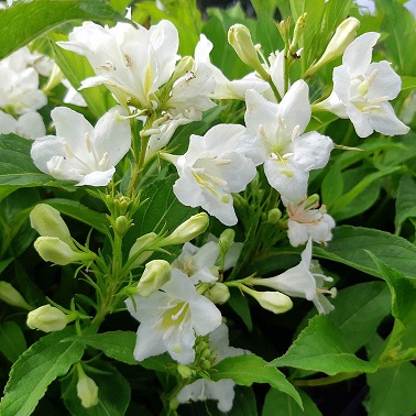 Вейгела гибридная "Кандида" (Weigela hybrida "Candida")