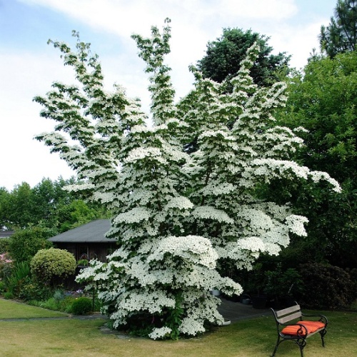 Дерен Коуза (Cornus kousa)
