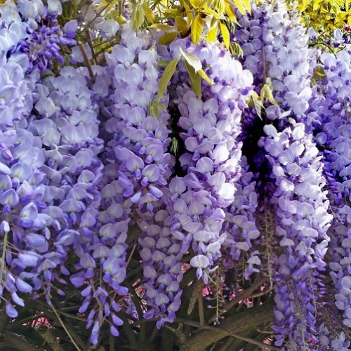 Глициния китайская "Пролифик" (Wisteria sinensis "Prolific")