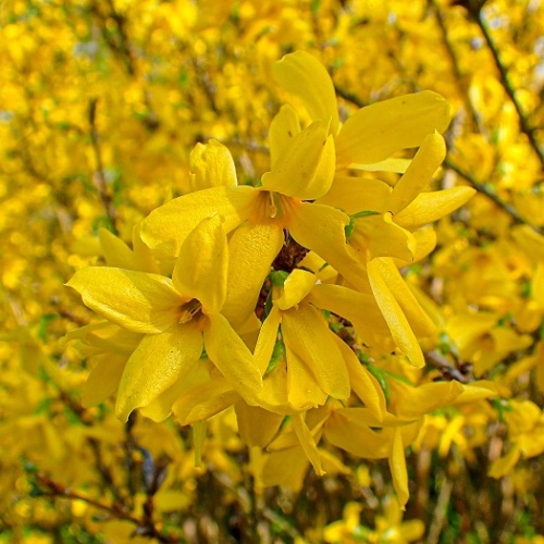 Форзиция промежуточная (Forsythia intermedia)