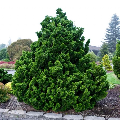 Кипарисовик тупой (Chamaecyparis obtusa)