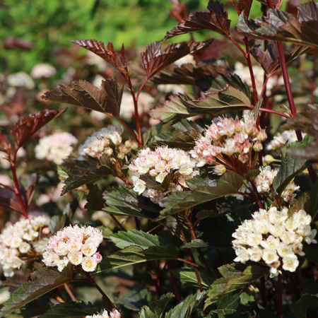 Пузыреплодник калинолистный "Ред Барон" (Physocarpus opulifolius "Red Baron")