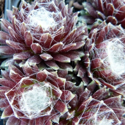 Молодило паутинистое "Рубрум" (Sempervivum arachnoideum "Rubrum")