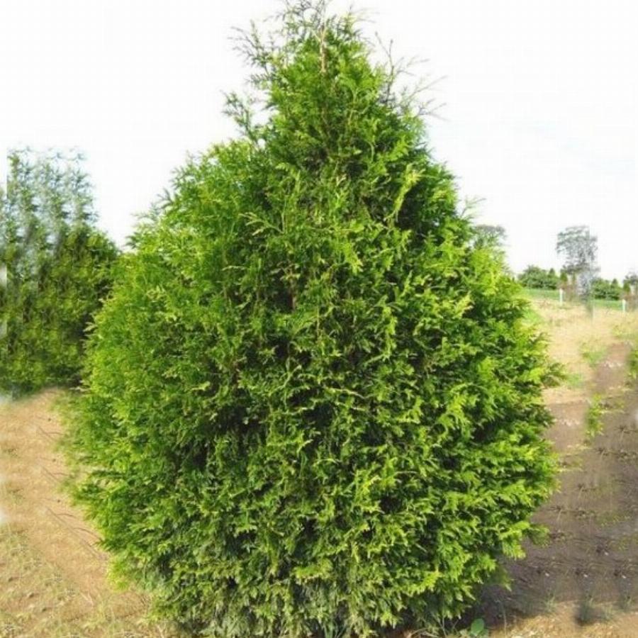 Туя складчатая "Атровиренс" (Thuja plicata "Atrovirens")