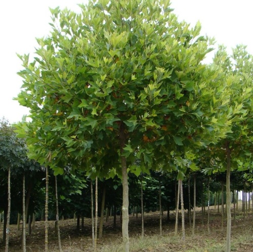 Платан кленолистный "Альпенс Глоб" (Platanus acerifolia "Alpen's Globe")