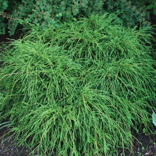 Кипарисовик горохоплодный "Филифера Нана" (Chamaecyparis pisifera "Filifera Nana"))