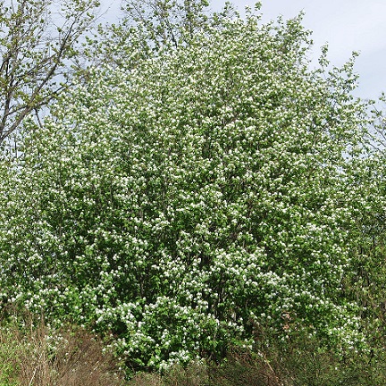 Ирга ольхолистная (Amelanchier alnifolia)