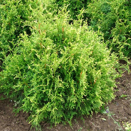 Туя западная "Столвик" (Thuja occidentalis "Stolwijk")