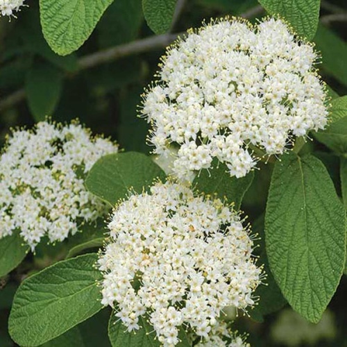 Калина морщинолистная "Аллеганская" (Viburnum rhytidophyllum "Alleghany"))