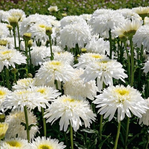 Ромашка махровая (Leucanthemum superbum)