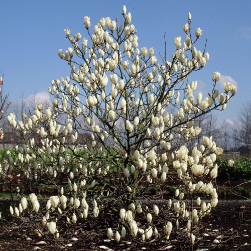 Магнолия Суланжа "Альба Суперба" (Magnolia soulangeana "Alba Superba")