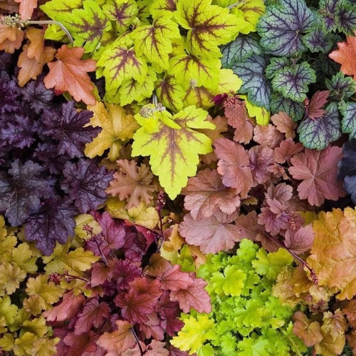 Гейхера гибридная (Heuchera)