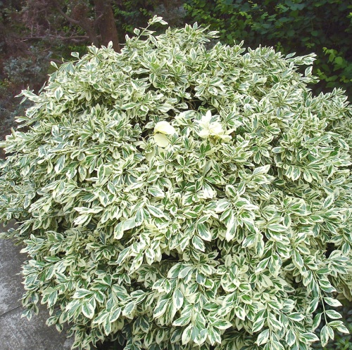 Бересклет Форчуна "Вариегатный" (Euonymus fortunei "Variegatus")